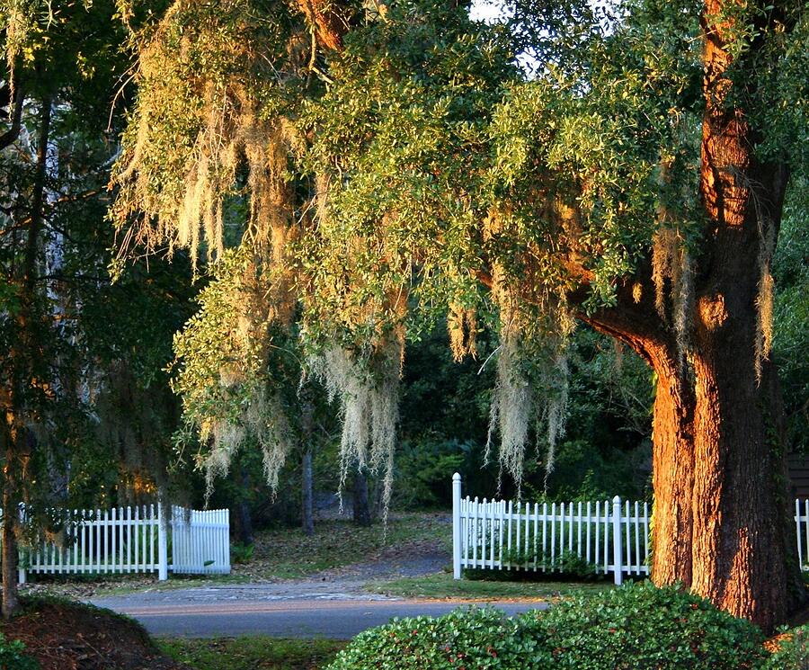 A live oak draped with Spanish moss leaning over a white picket fence
