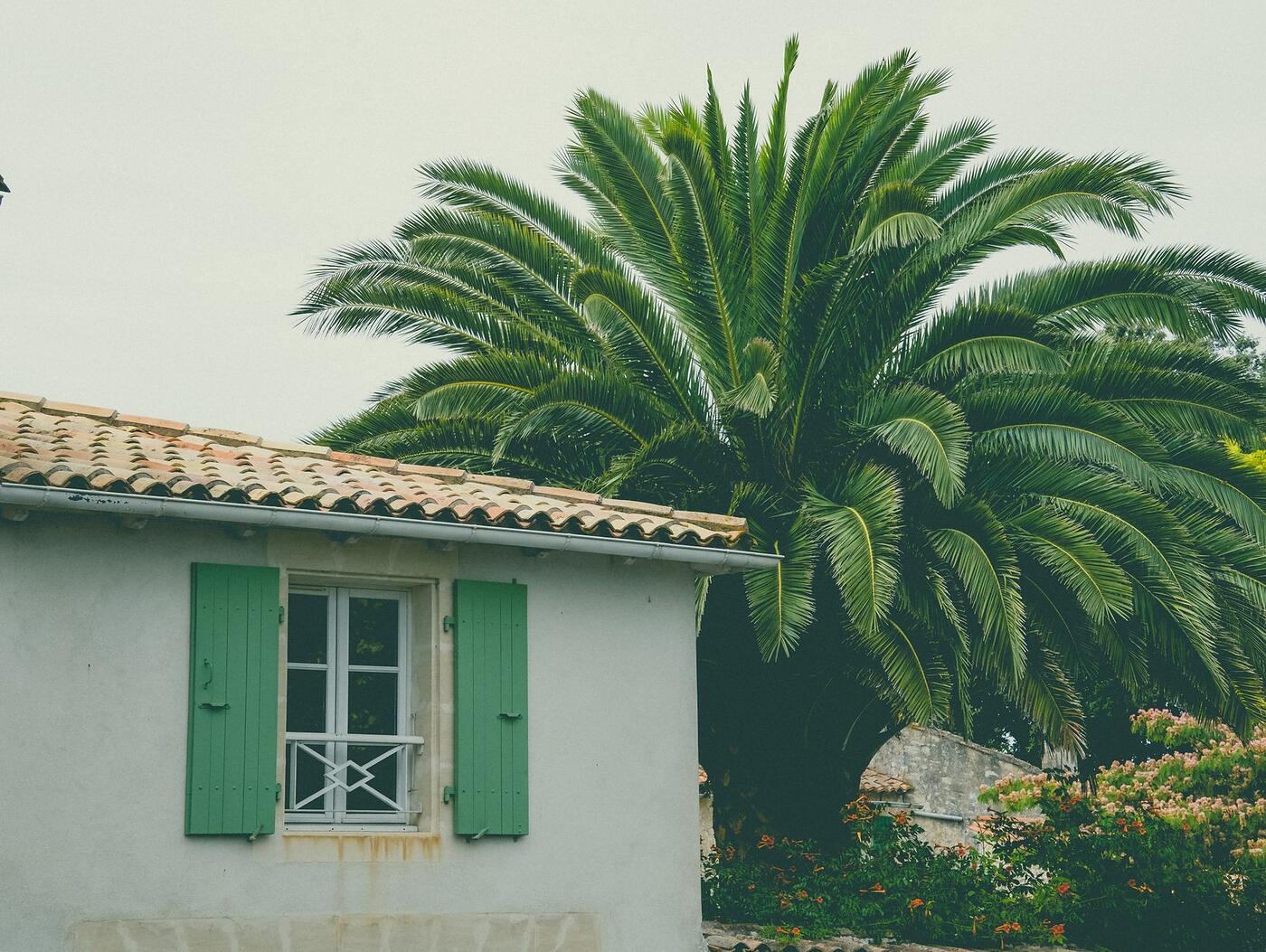 Palm fronds resting against the eave of a single-story Florida house