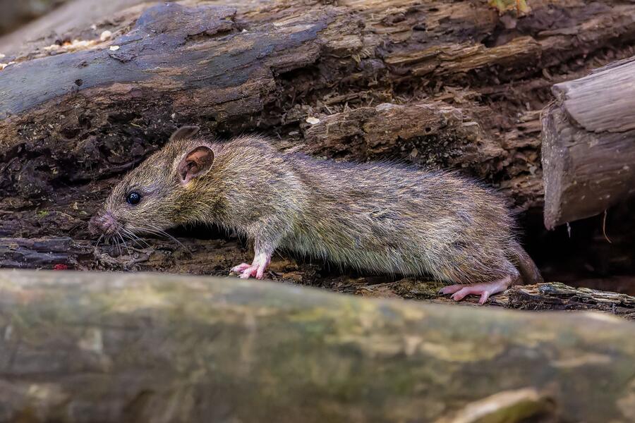 A rat on a weathered log