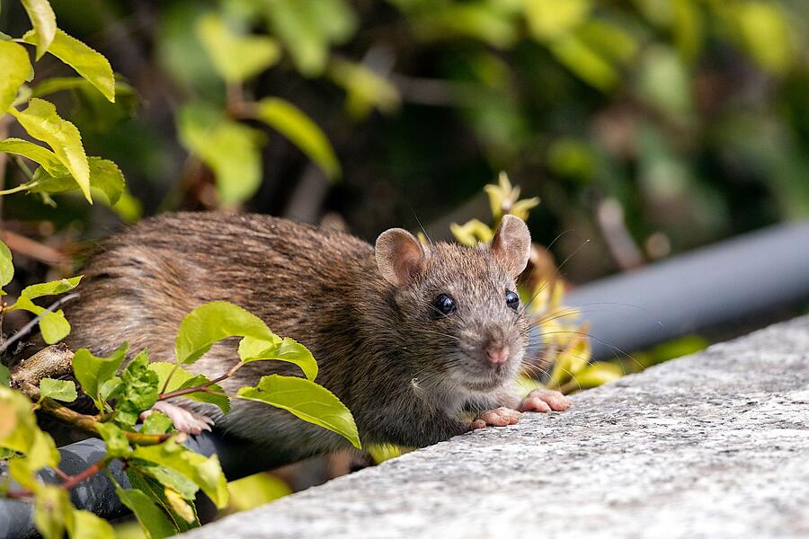 A rat climbing through foliage beside a wall