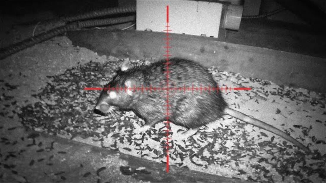 Video preview: The fastest way to get rid of roof and sewer rats